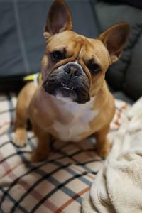 フレンチブルドック