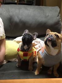 フレンチブルドック