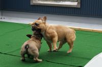 フレンチブルドック