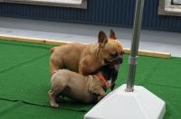 フレンチブルドック