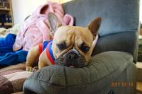 フレンチブルドック