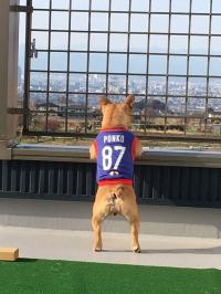 フレンチブルドック