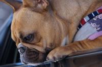 フレンチブルドック