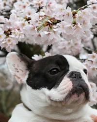 フレンチブルドック