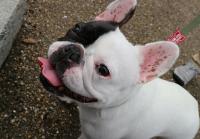 フレンチブルドック