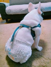 フレンチブルドック