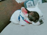 フレンチブルドック