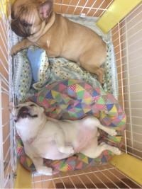 フレンチブルドック