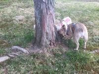 フレンチブルドック