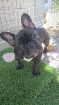 フレンチブルドック