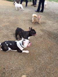 フレンチブルドック