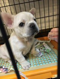 フレンチブルドック