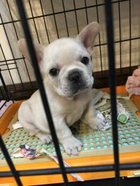 フレンチブルドック