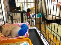 フレンチブルドック