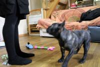 フレンチブルドック