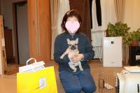 フレンチブルドック