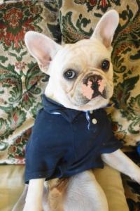フレンチブルドック