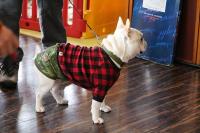 フレンチブルドック