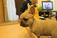 フレンチブルドック