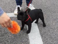 フレンチブルドック