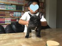 フレンチブルドック