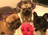 フレンチブルドック