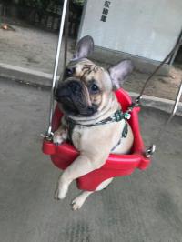 フレンチブルドック