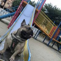 フレンチブルドック