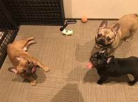 フレンチブルドック