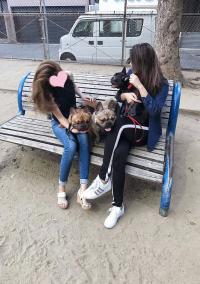 フレンチブルドック