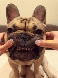 フレンチブルドック