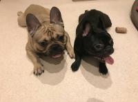 フレンチブルドック