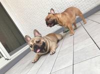 フレンチブルドック