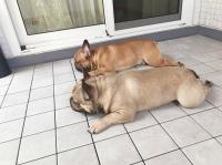 フレンチブルドック