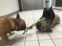 フレンチブルドック