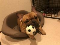 フレンチブルドック