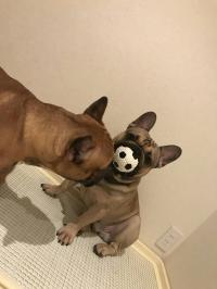 フレンチブルドック