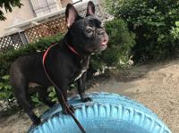 フレンチブルドック