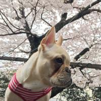 フレンチブルドック