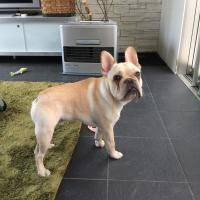 フレンチブルドック