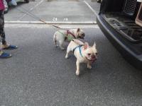 フレンチブルドック