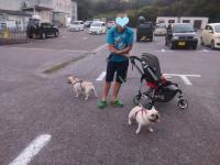 フレンチブルドック