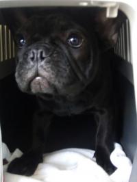 フレンチブルドック