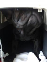 フレンチブルドック