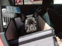 フレンチブルドック