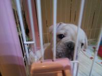 フレンチブルドック