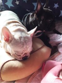 フレンチブルドック