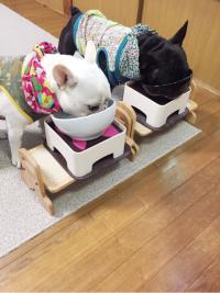 フレンチブルドック