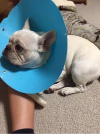 フレンチブルドック