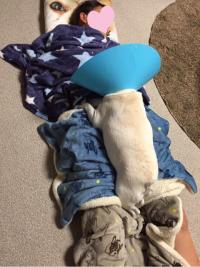 フレンチブルドック